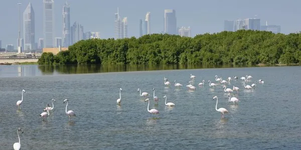 Ras Al Khor