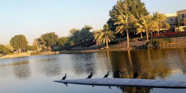 Arabian Ranches № 5